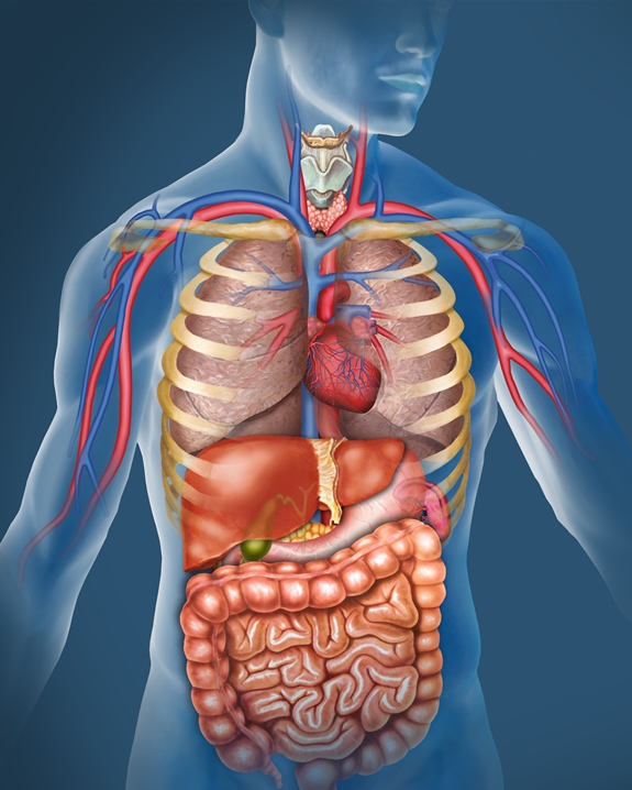 Chiropractic Organ Adjusting